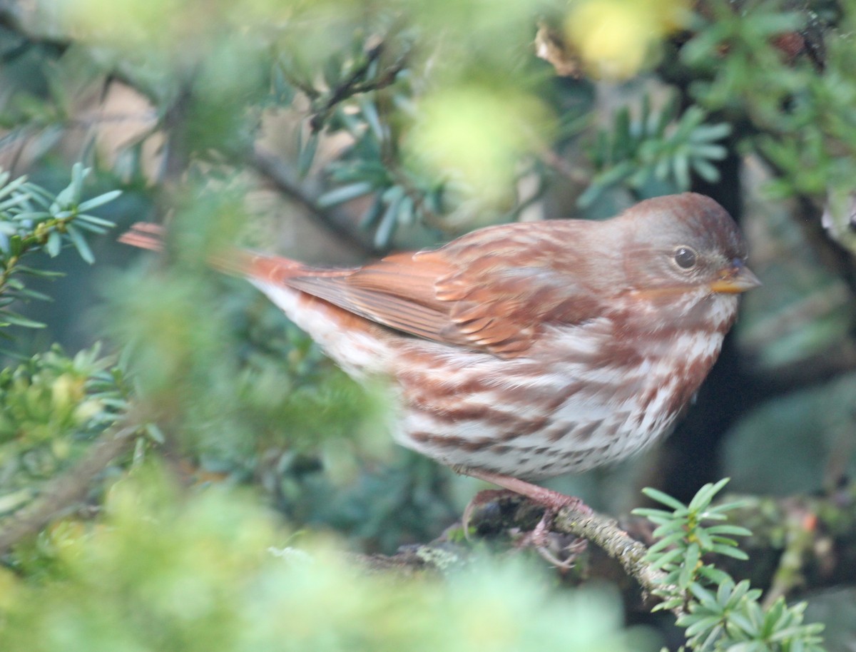 Fuchsammer (iliaca/zaboria) - ML645956444