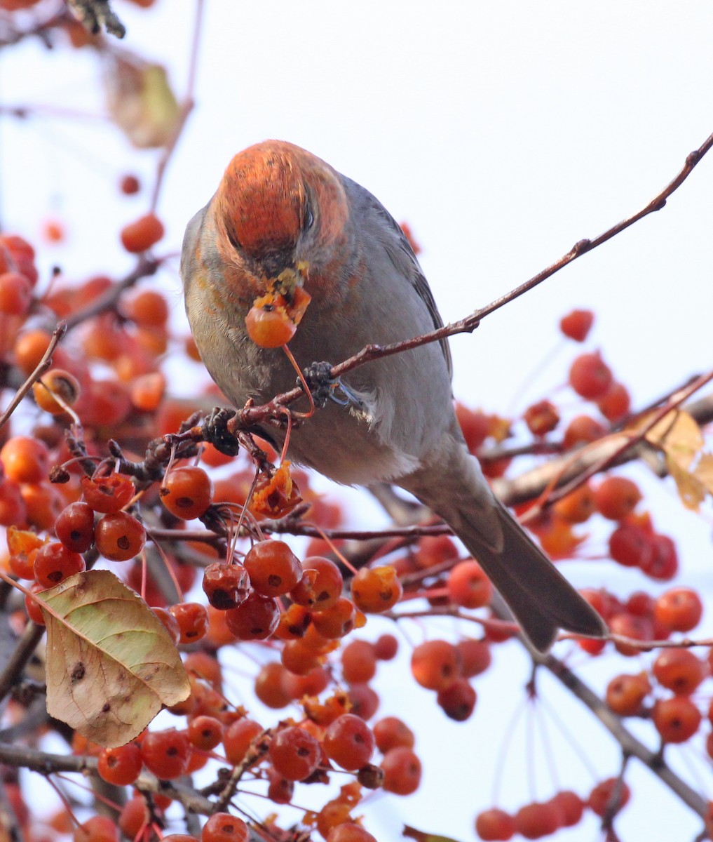 Pinu-gailupa - ML645956448