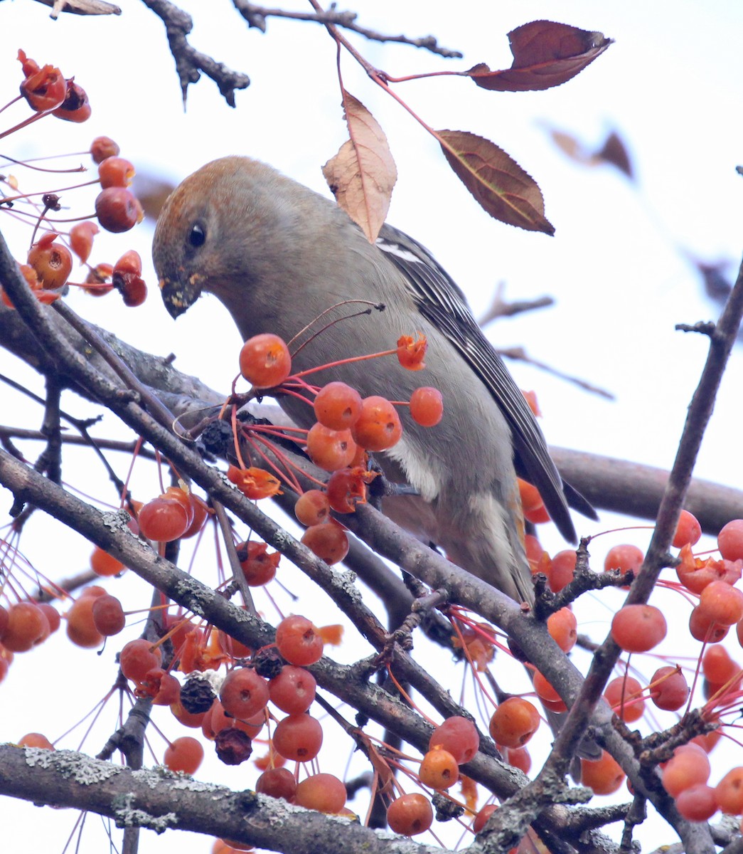 Pinu-gailupa - ML645956449