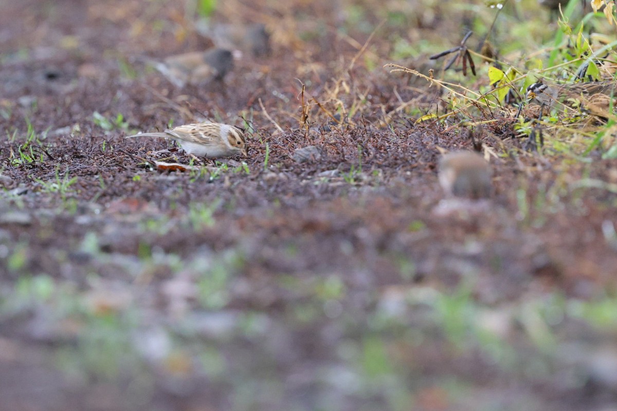Clay-colored Sparrow - ML645956453