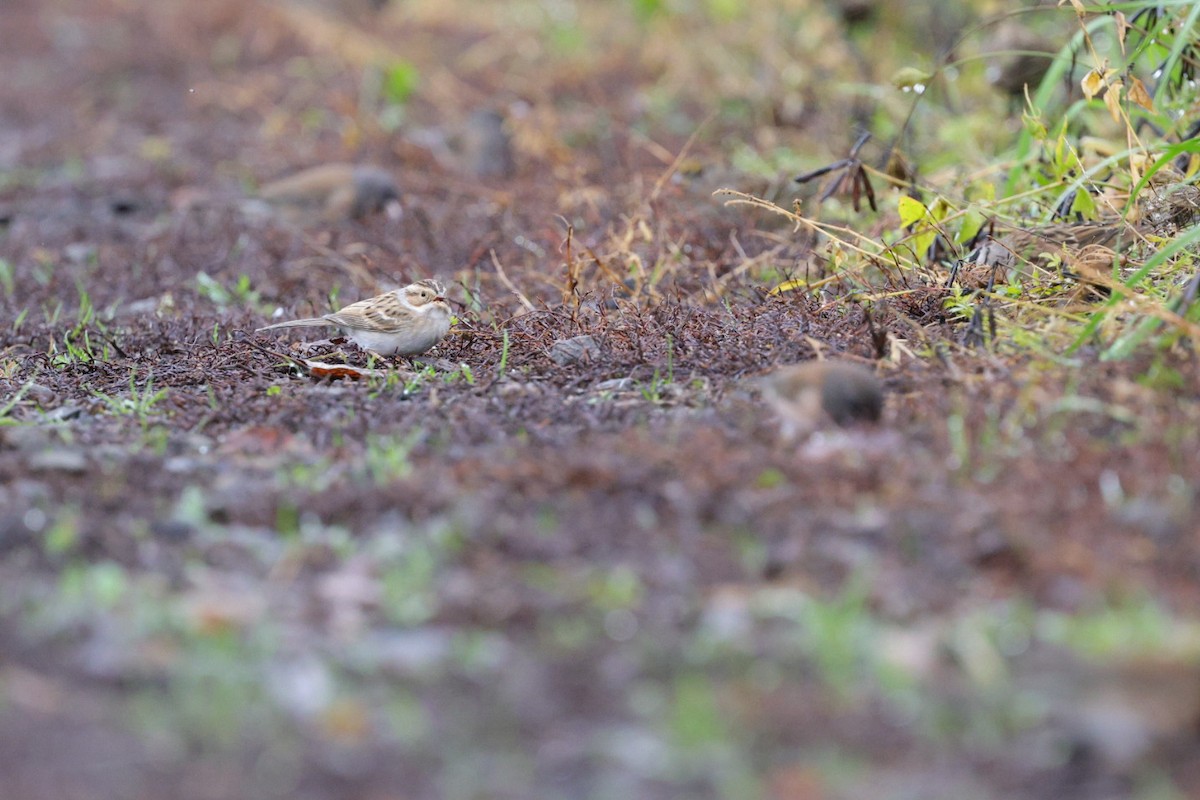 Clay-colored Sparrow - ML645956454