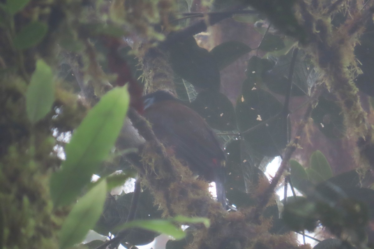 Plate-billed Mountain-Toucan - ML645956456