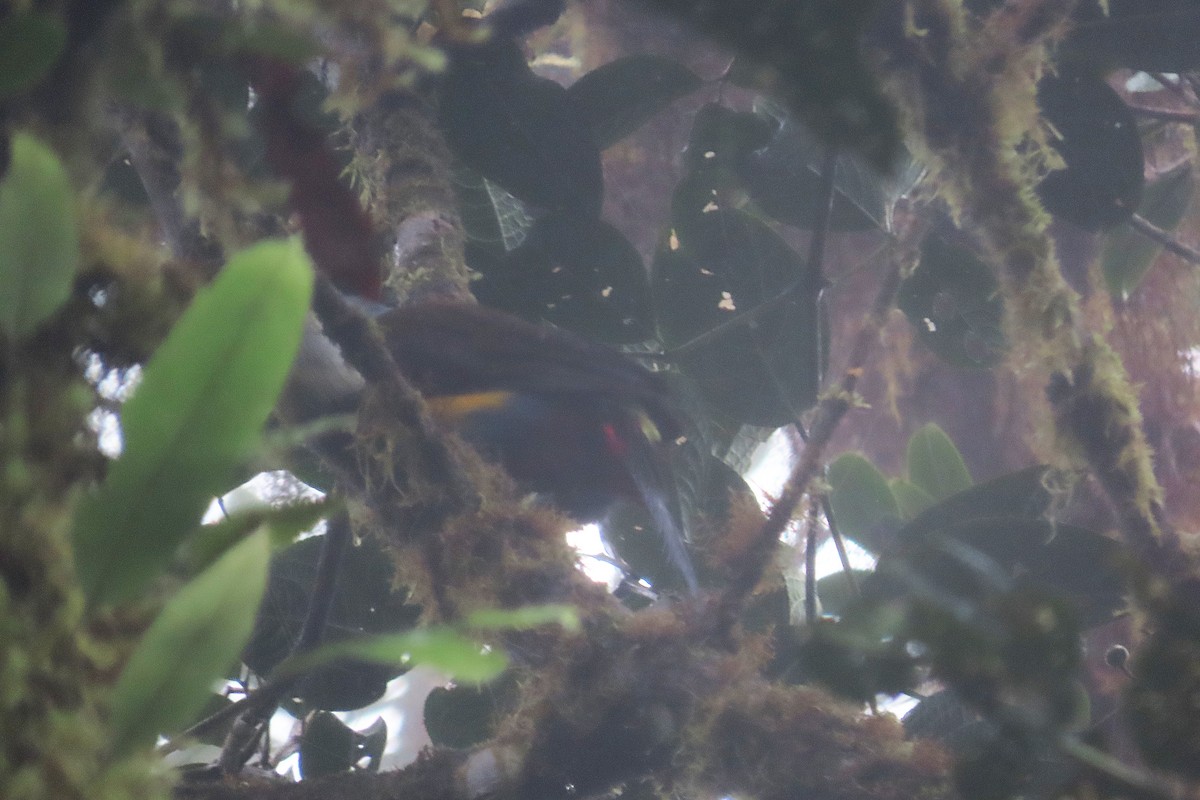 Plate-billed Mountain-Toucan - ML645956457