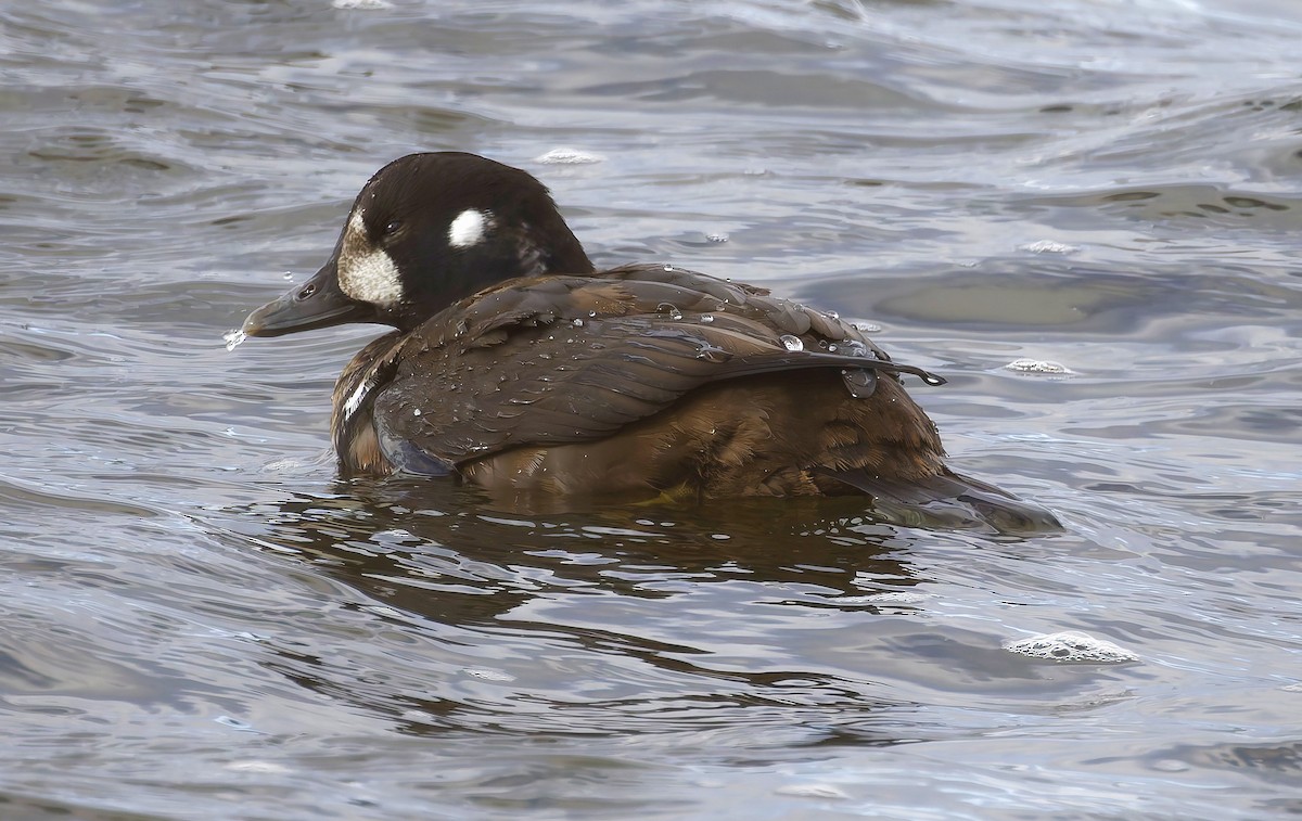 Harlequin Duck - ML645956463