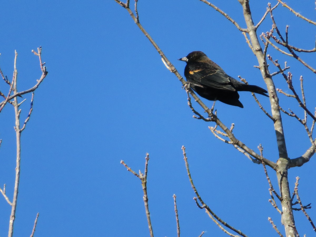 Red-winged Blackbird - ML645956464