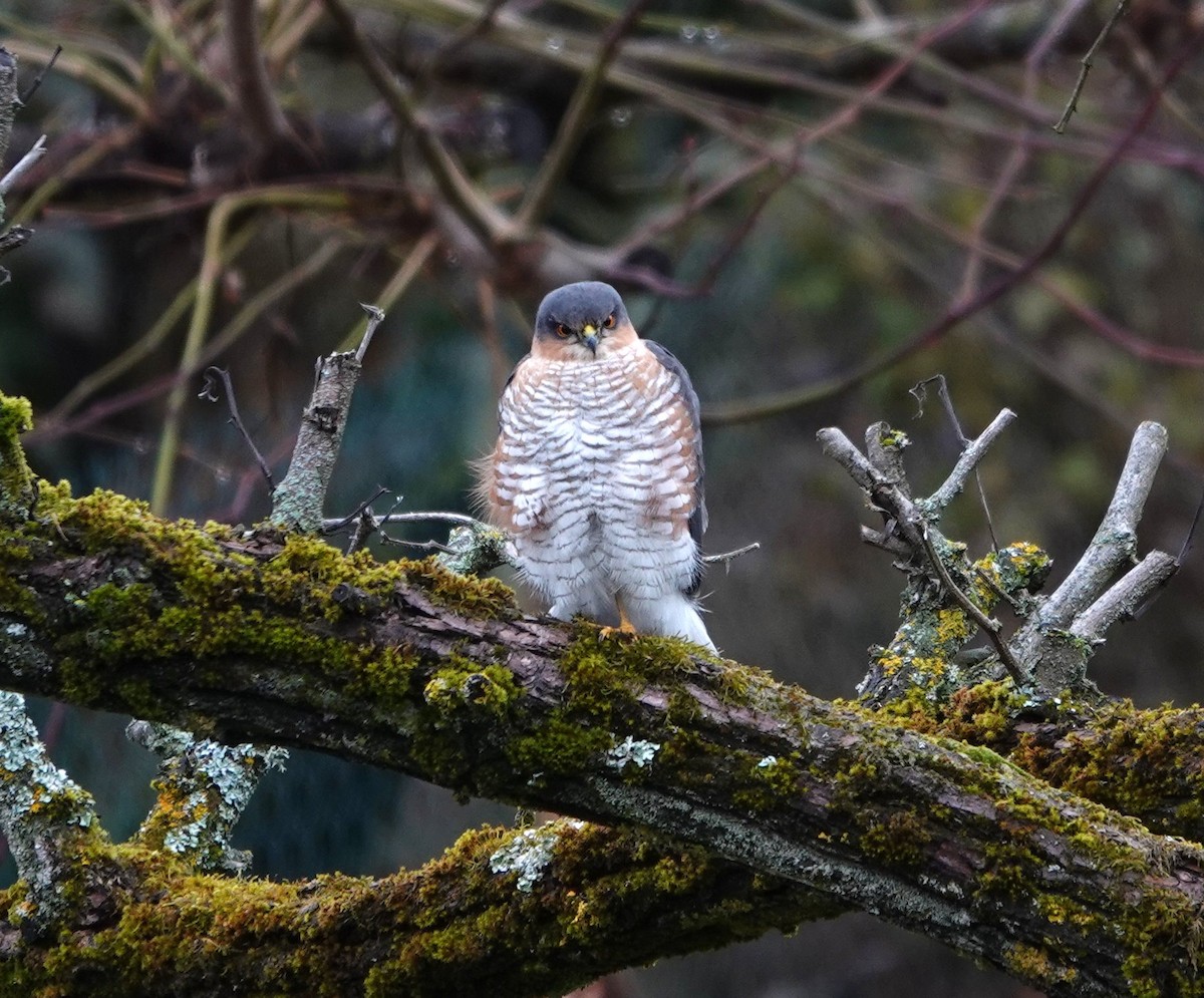 ハイタカ - ML645956465