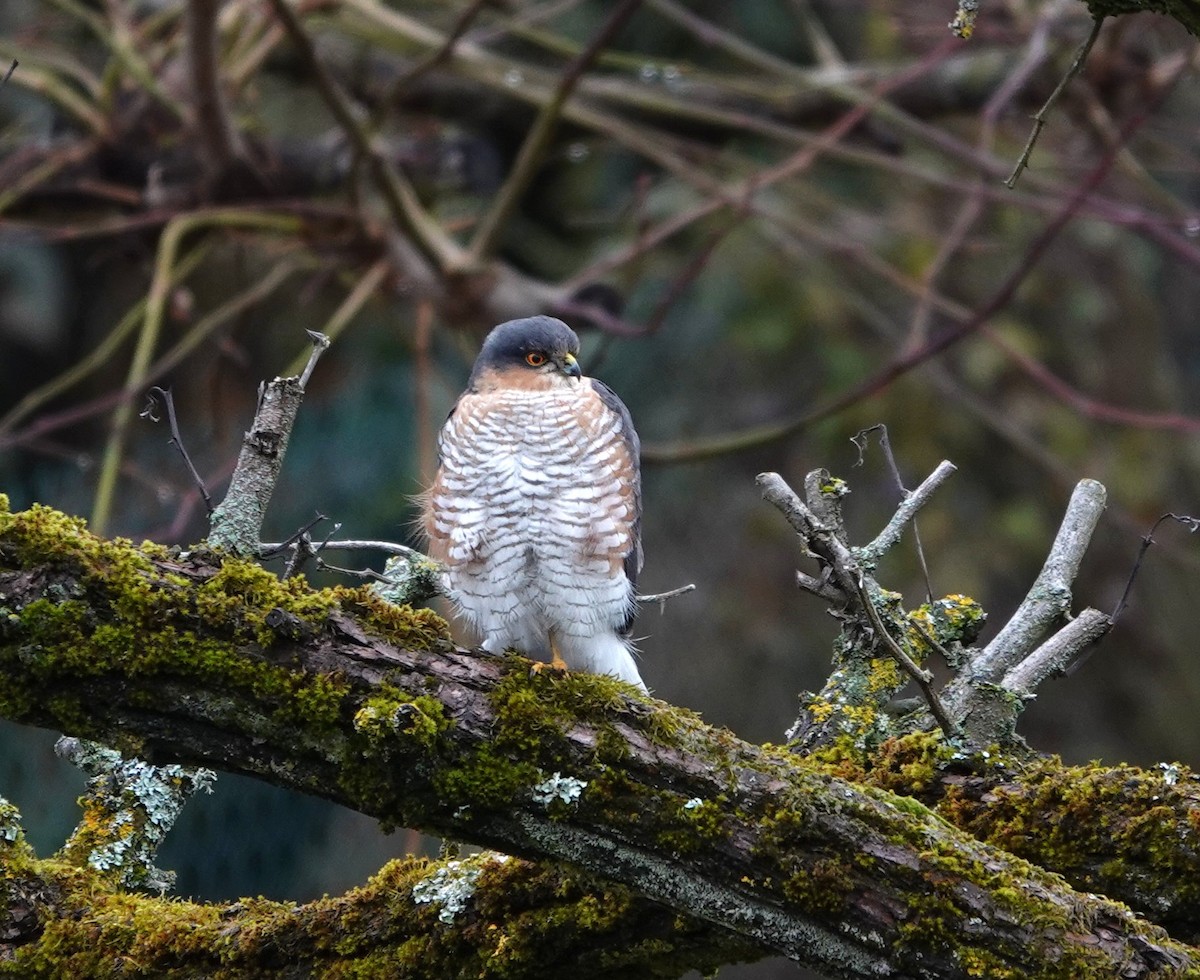 ハイタカ - ML645956466