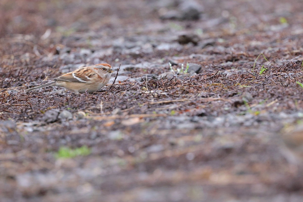 American Tree Sparrow - ML645956467