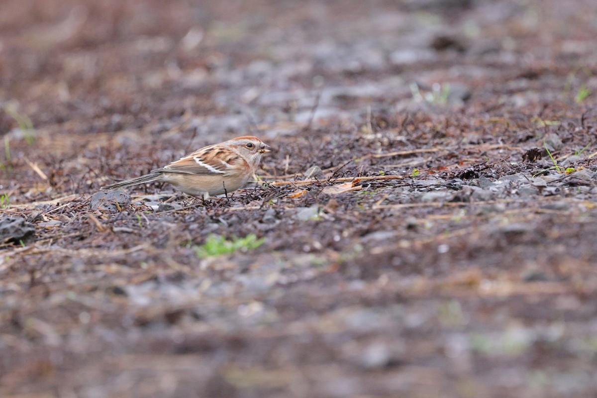American Tree Sparrow - ML645956468