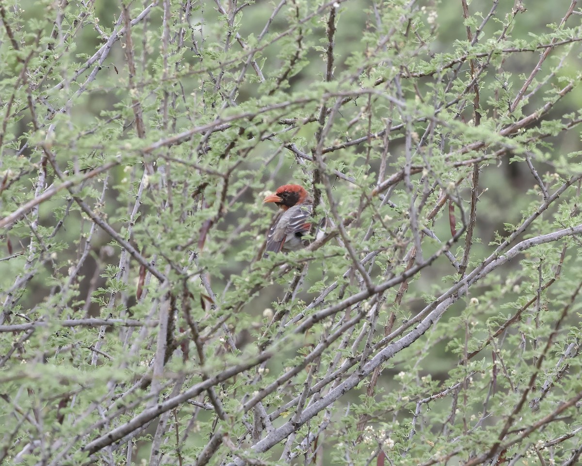 Anaplecte écarlate - ML645956469