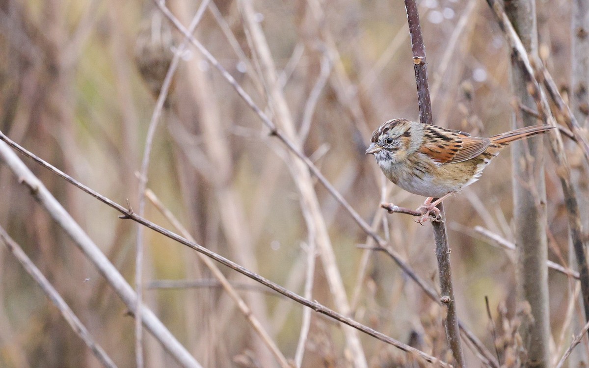 Swamp Sparrow - ML645956475