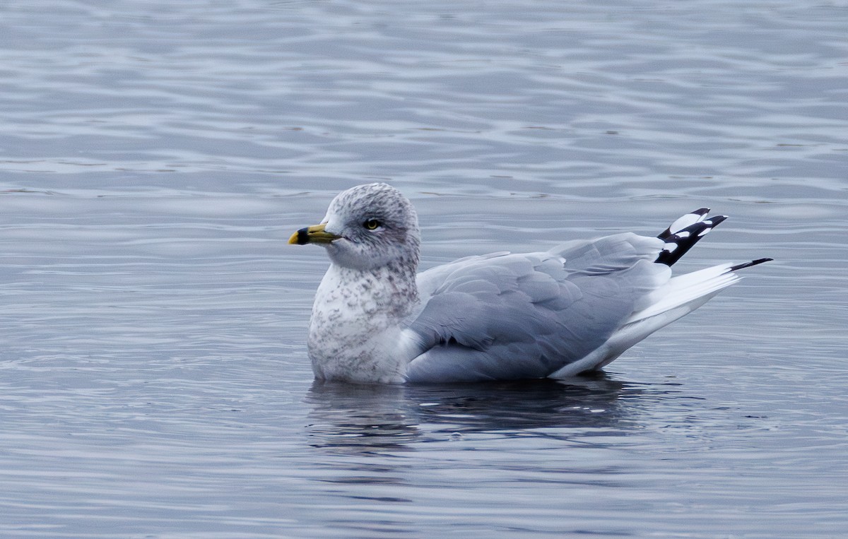 Ring-billed Gull - ML645956476