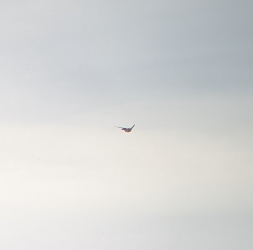 סנונית רפתות - ML645956479