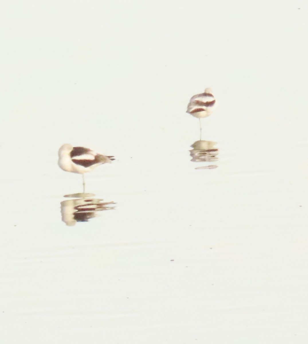 American Avocet - ML645956480