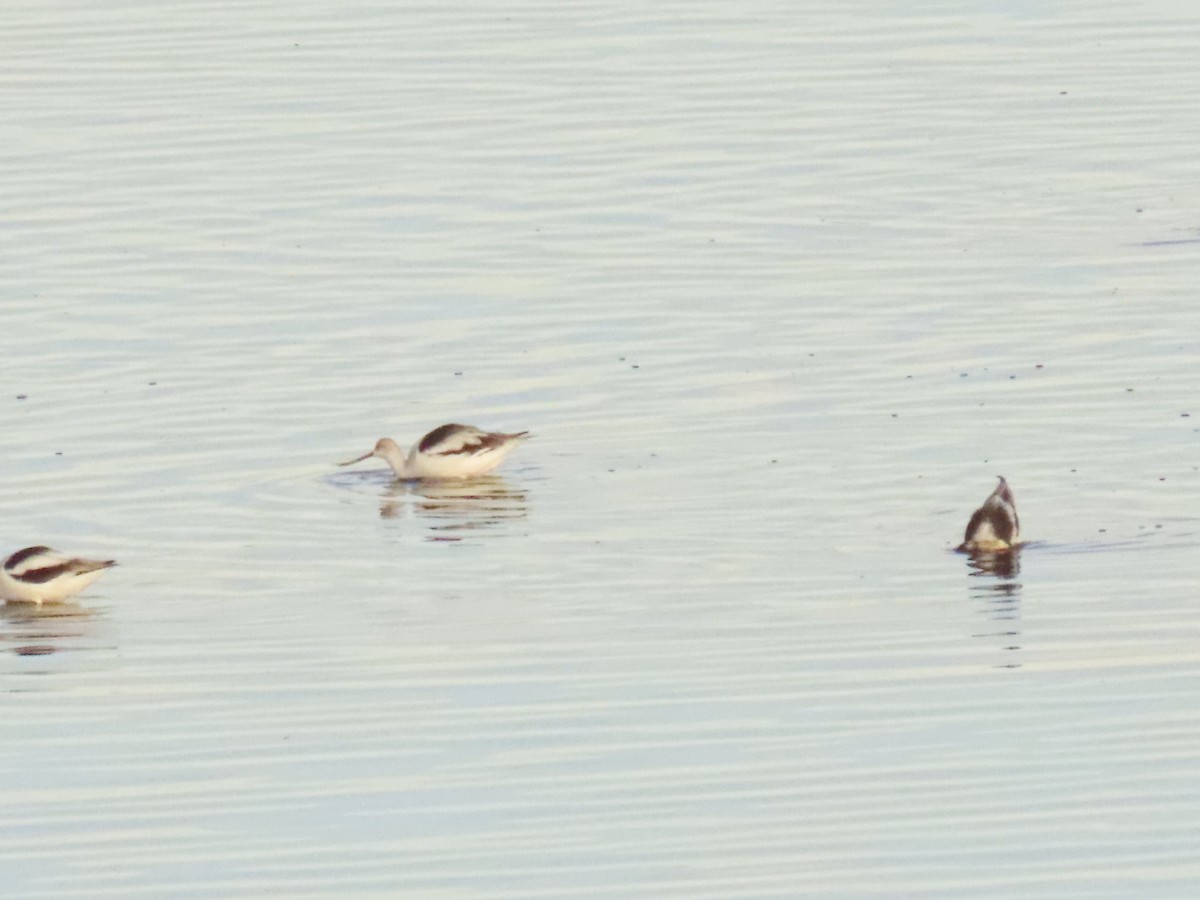 American Avocet - ML645956481