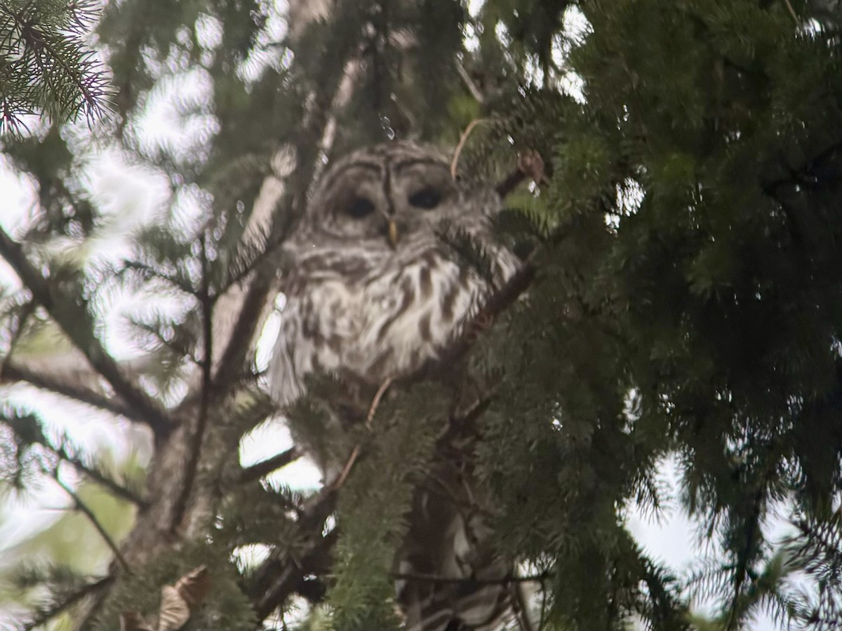 Barred Owl - ML645956482