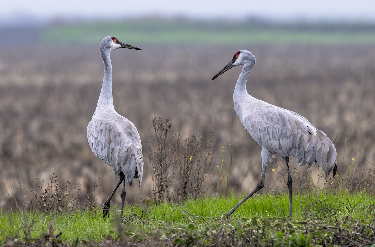 עגור קנדי - ML645956485