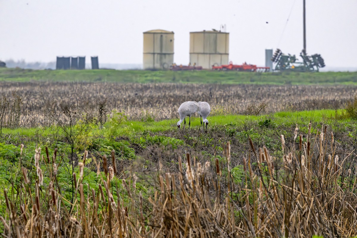 עגור קנדי - ML645956486