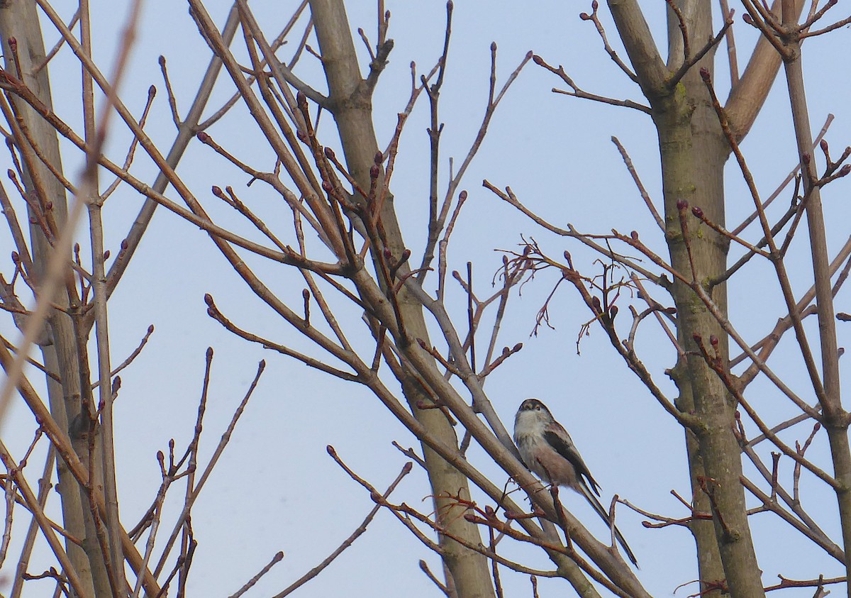 ירגזי זנבתן - ML645956489