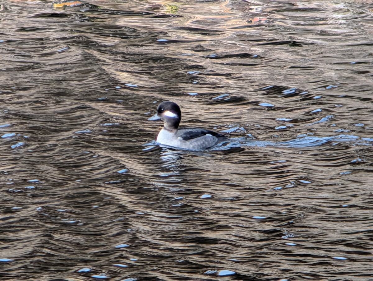 עבראש לבנוני - ML645956490