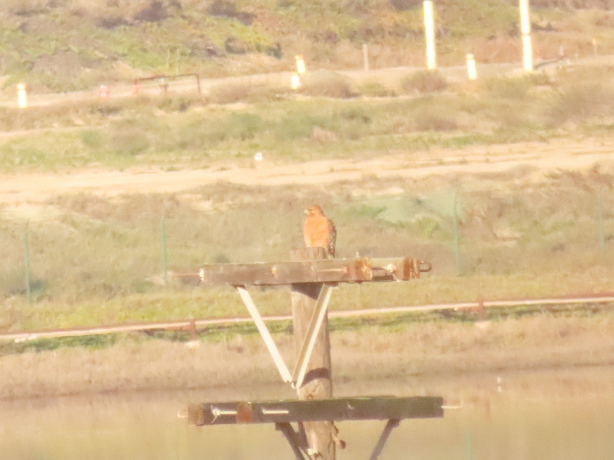 Red-shouldered Hawk - ML645956493