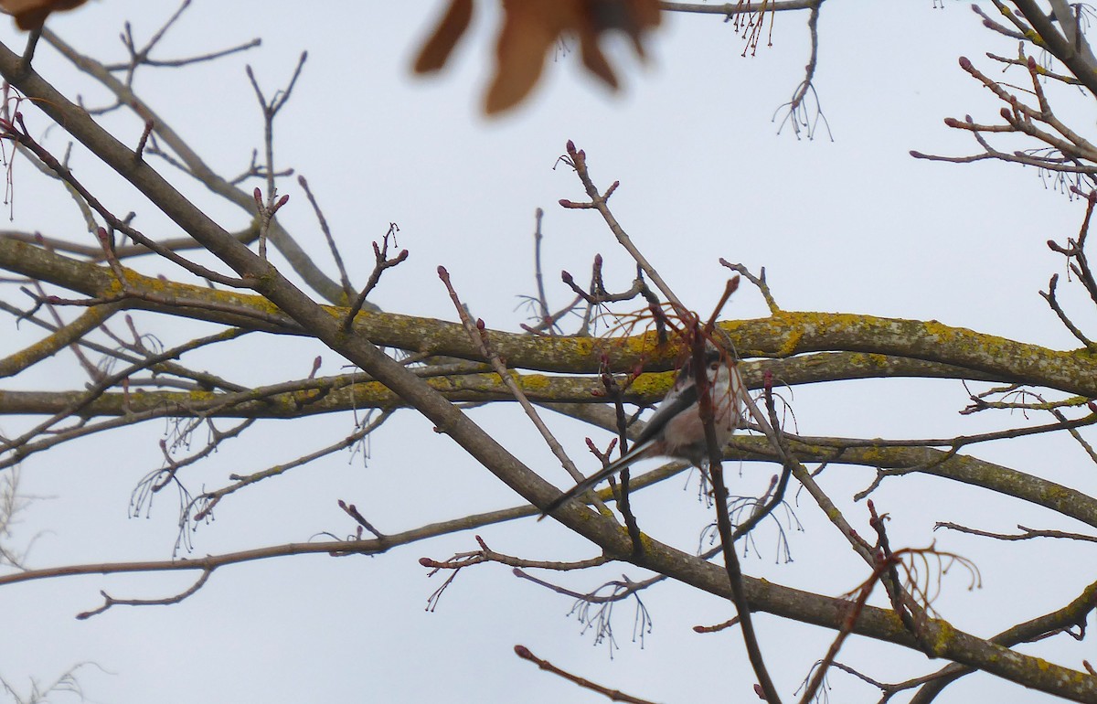 ירגזי זנבתן - ML645956494