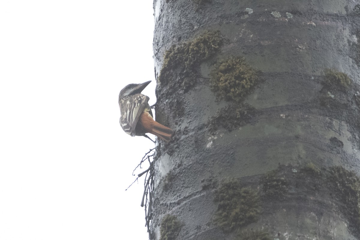 Sulphur-bellied Flycatcher - ML645956496
