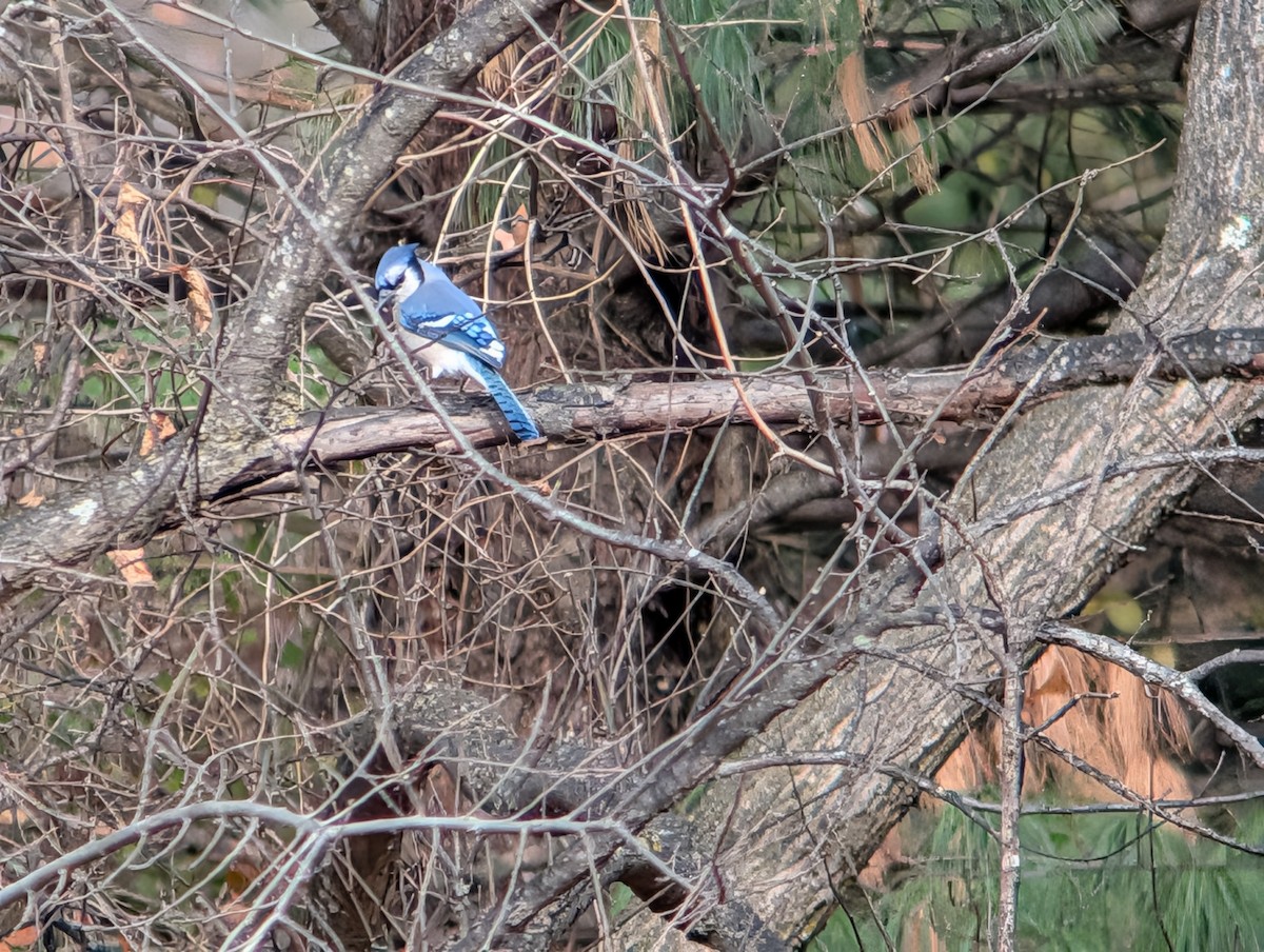 Blue Jay - ML645956497