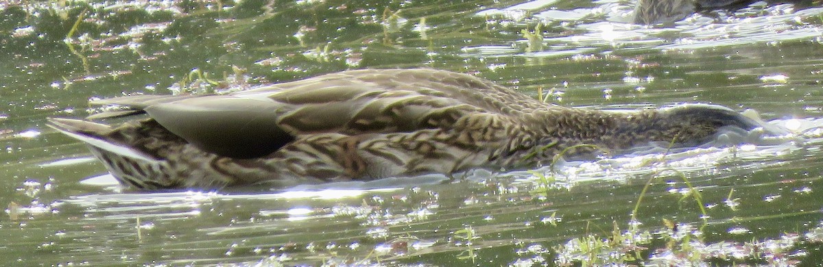 Mallard x Mottled Duck (hybrid) - ML645956500