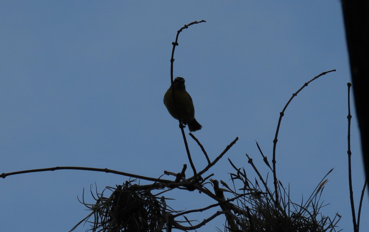 Bananaquit - ML645956501