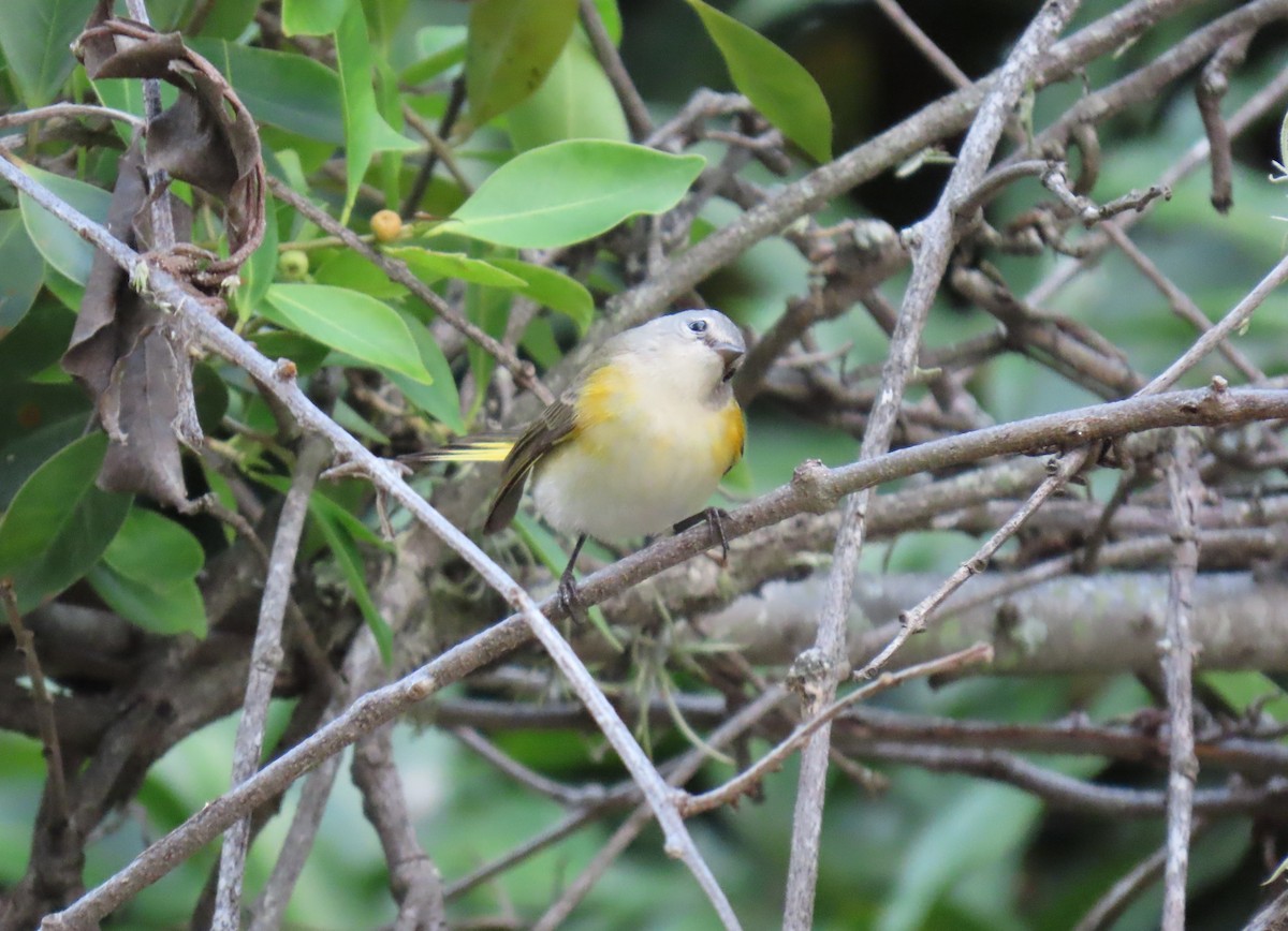 סבכון חכלילי - ML645956503