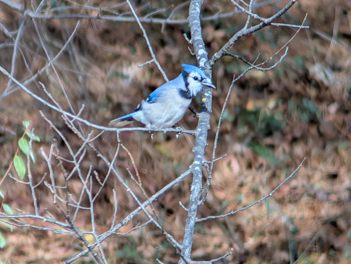 Blue Jay - ML645956504