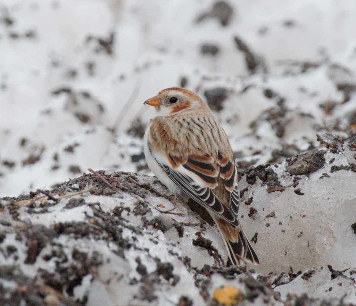 גיבתון שלג - ML645956505