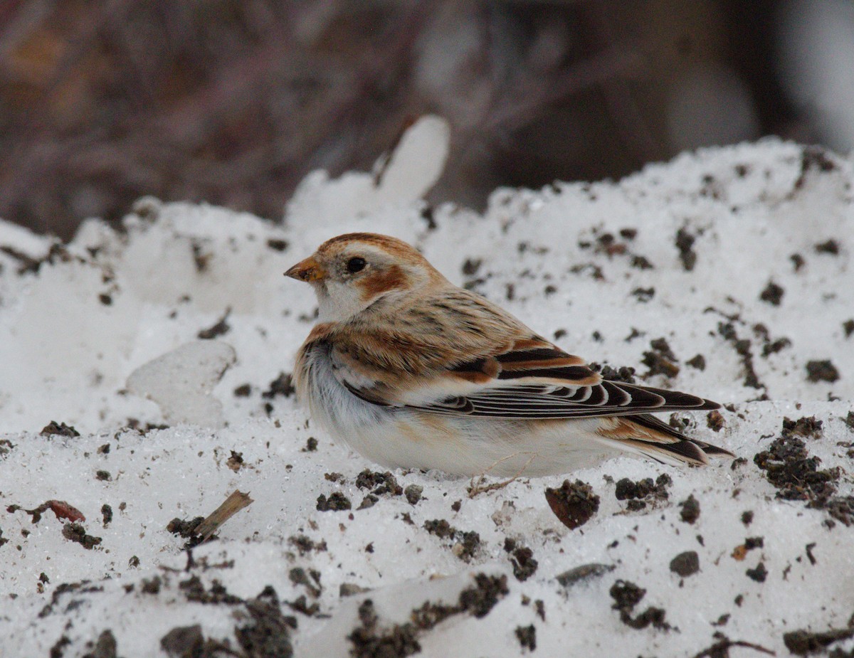גיבתון שלג - ML645956506