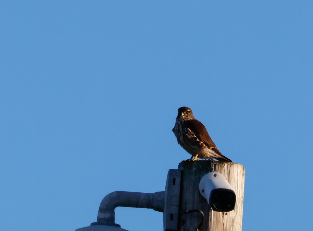 בז גמדי (צפון אמריקני) - ML645956507