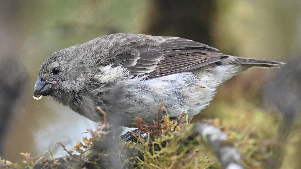 Vegetarian Finch - ML645956508