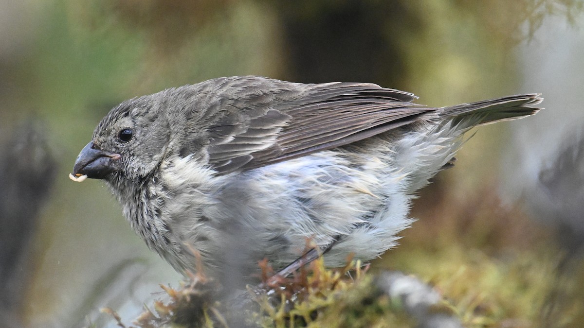 Vegetarian Finch - ML645956509