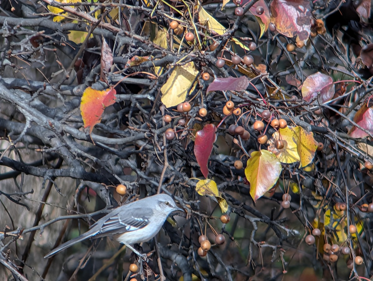 חקיינית צפונית - ML645956510