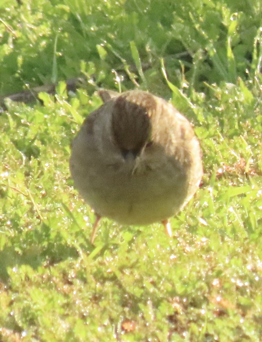 Golden-crowned Sparrow - ML645956512