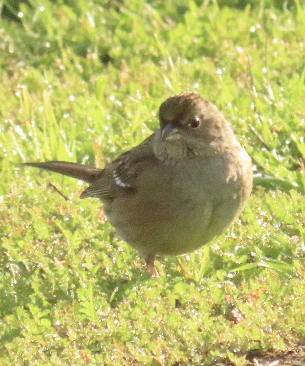 Golden-crowned Sparrow - ML645956513