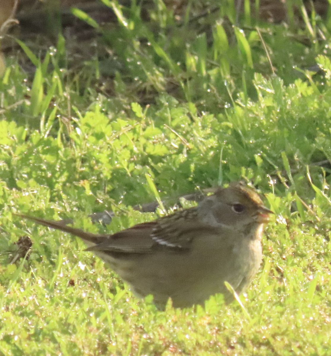 Golden-crowned Sparrow - ML645956514