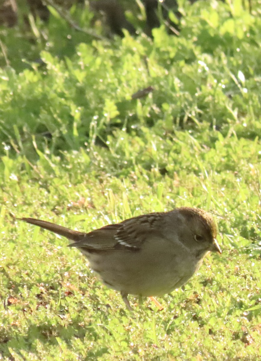 Golden-crowned Sparrow - ML645956515