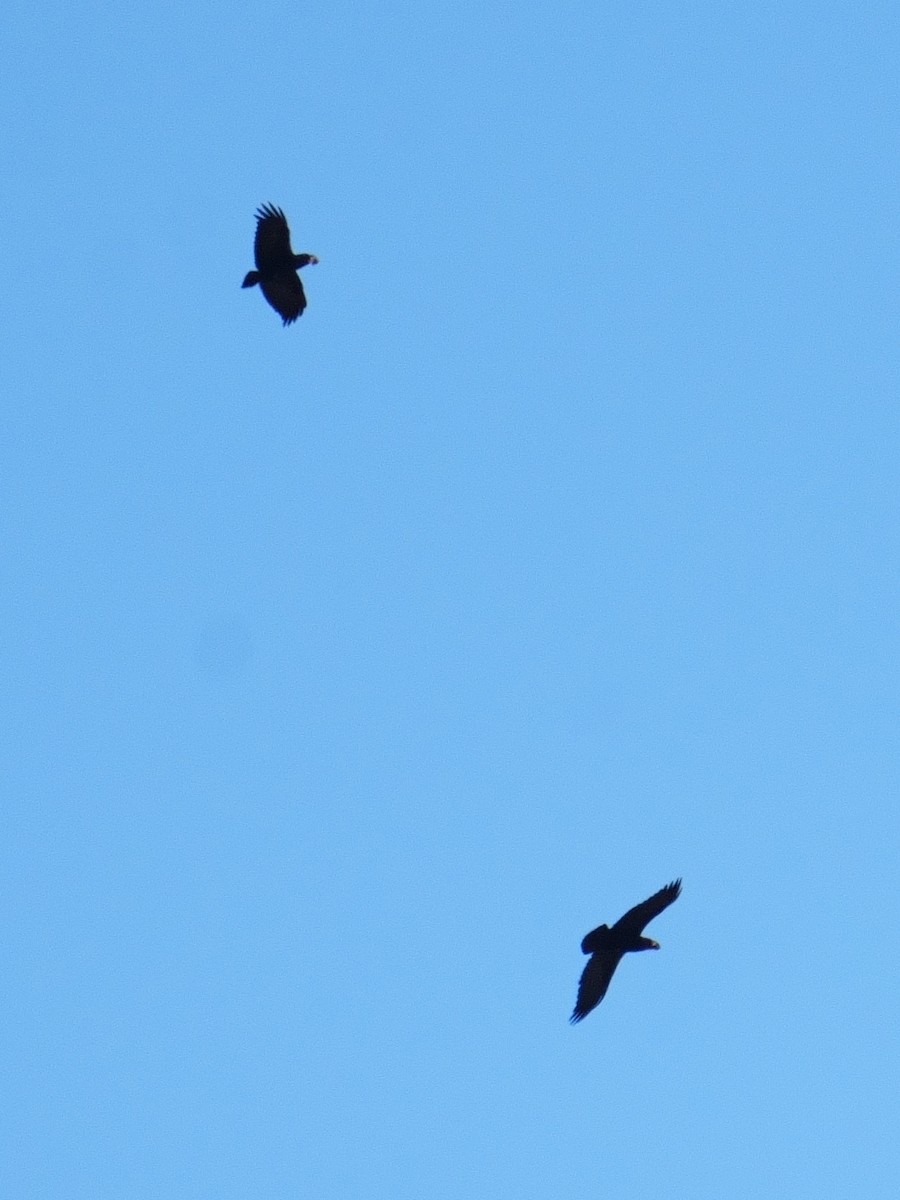 White-necked Raven - ML645956516