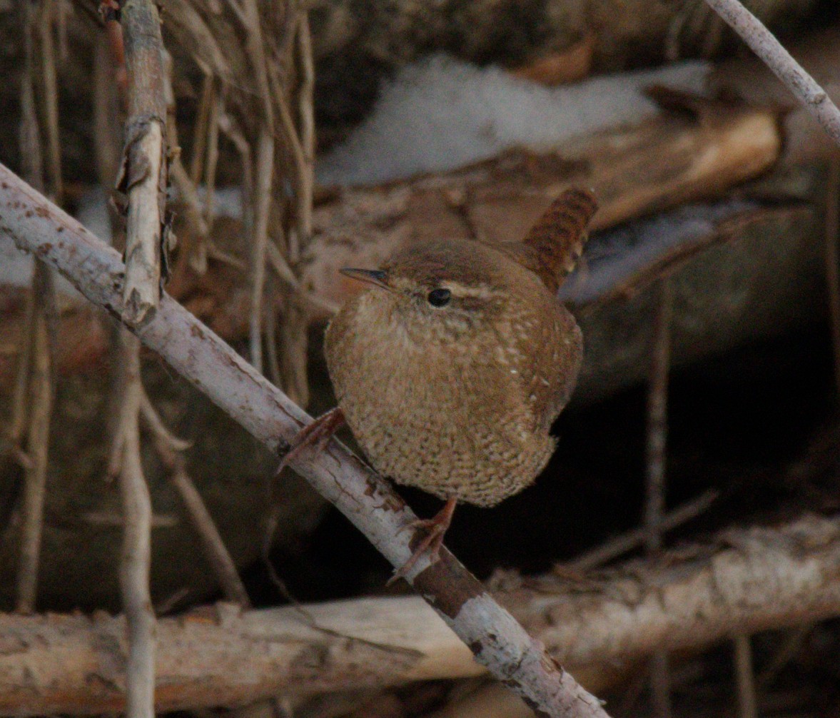 Winter Wren - ML645956525