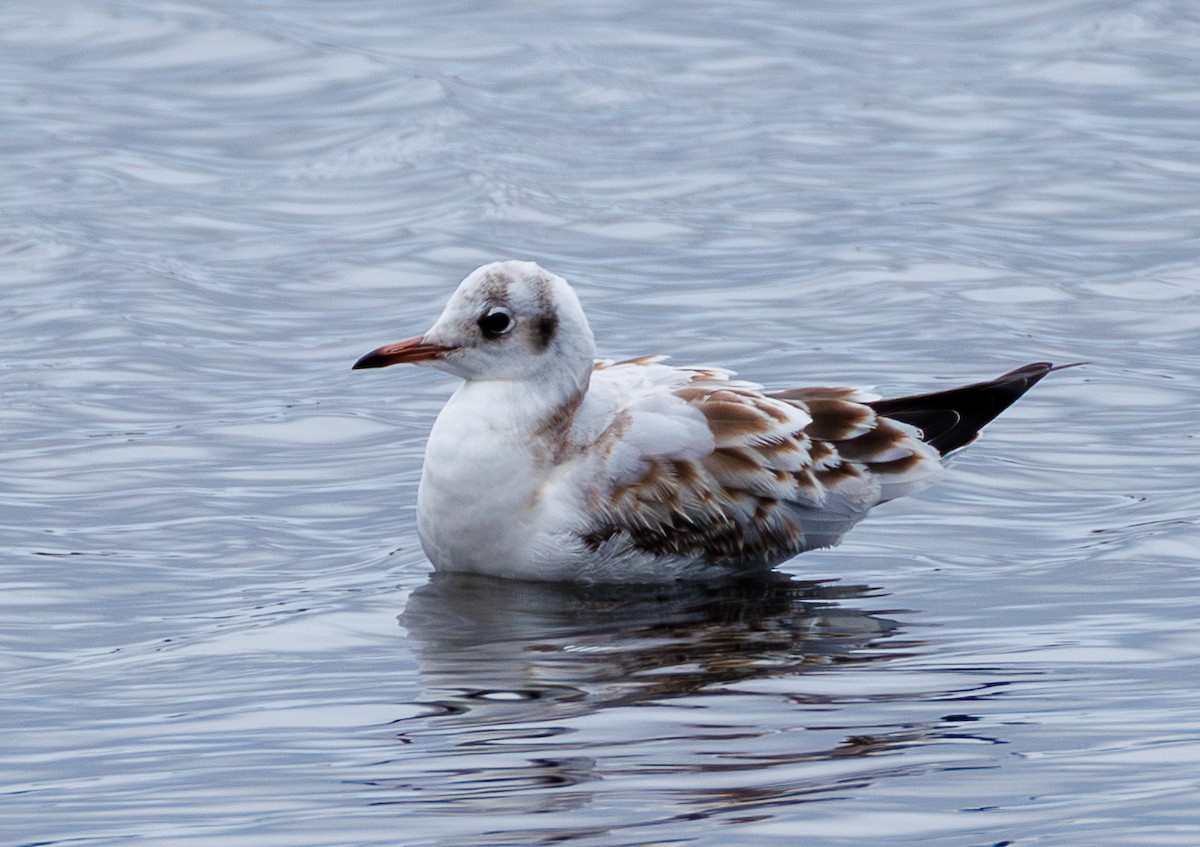 紅嘴鷗 - ML645956527