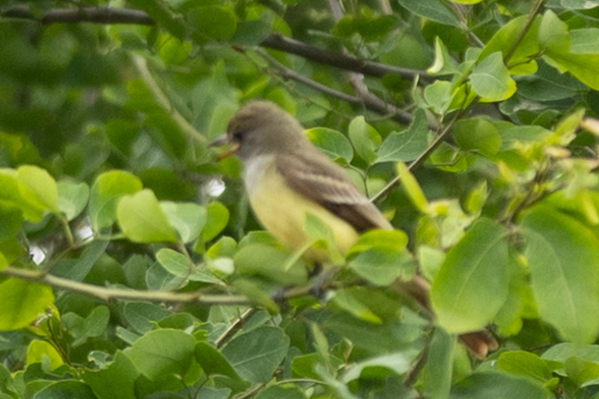 Great Crested Flycatcher - ML645956529