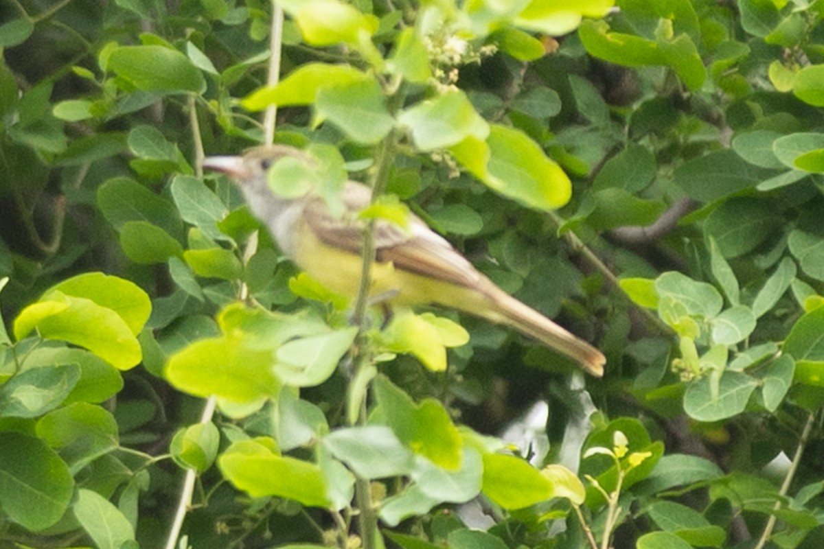 Great Crested Flycatcher - ML645956530