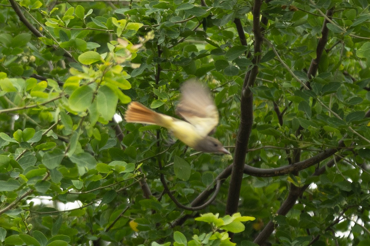 Great Crested Flycatcher - ML645956531