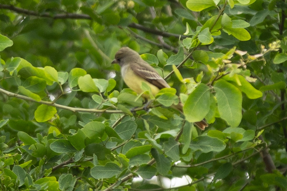 Great Crested Flycatcher - ML645956532
