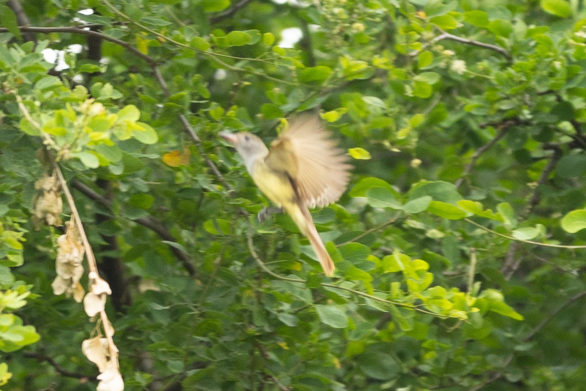 Great Crested Flycatcher - ML645956533